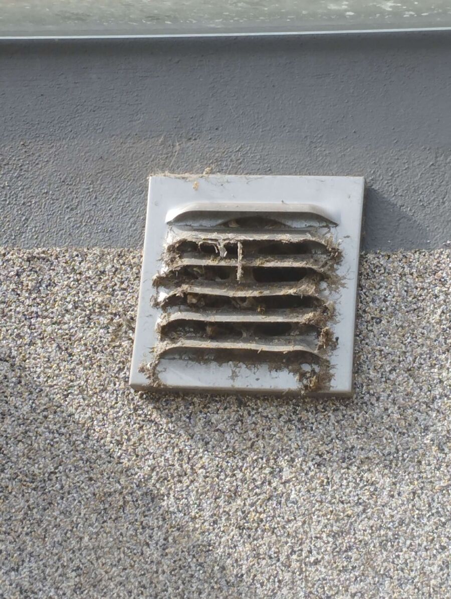  Bienennest entfernen