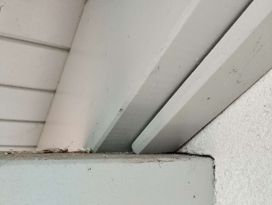  Bienennest entfernen.jpeg