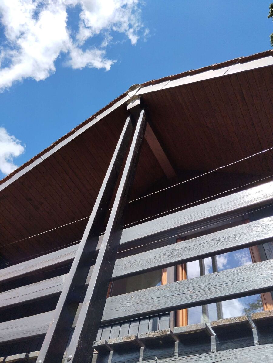 Bienen umsiedeln &  Bienennest entfernen 