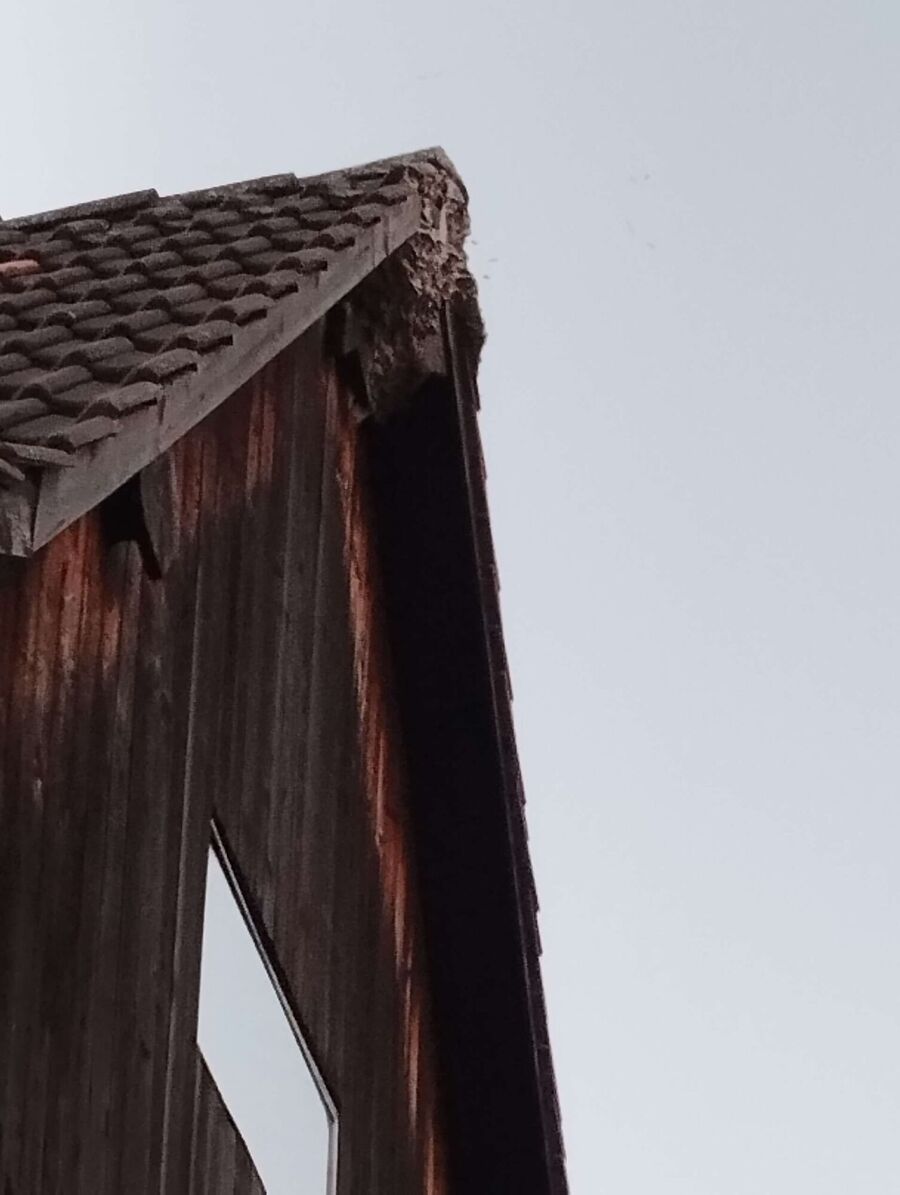  Bienennest entfernen.jpeg