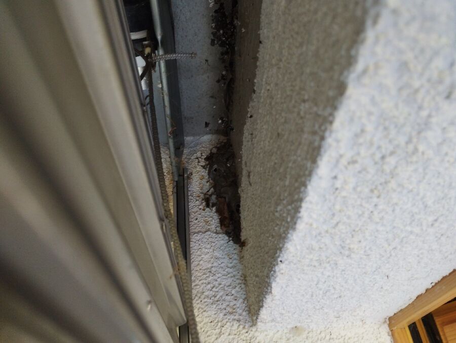  Bienennest entfernen