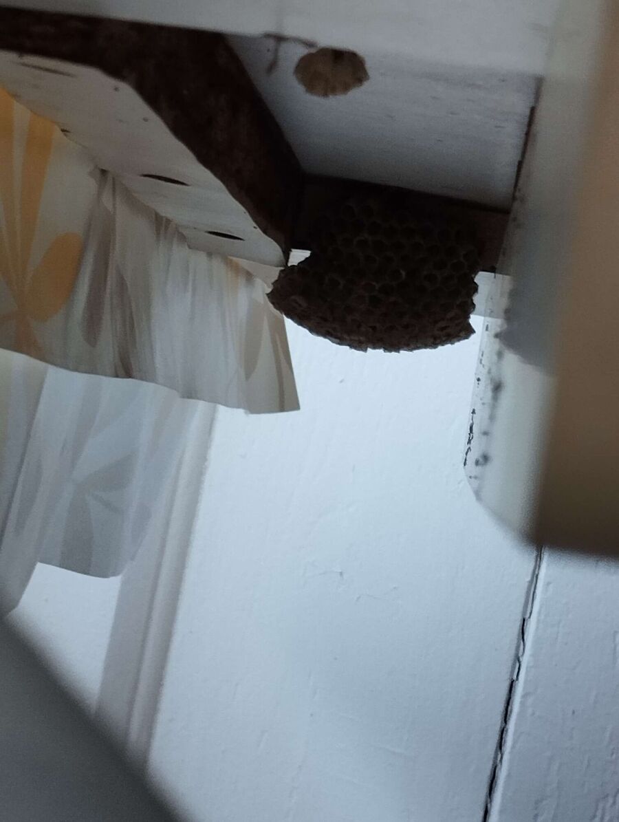 Bienen umsiedeln &  Bienennest entfernen 