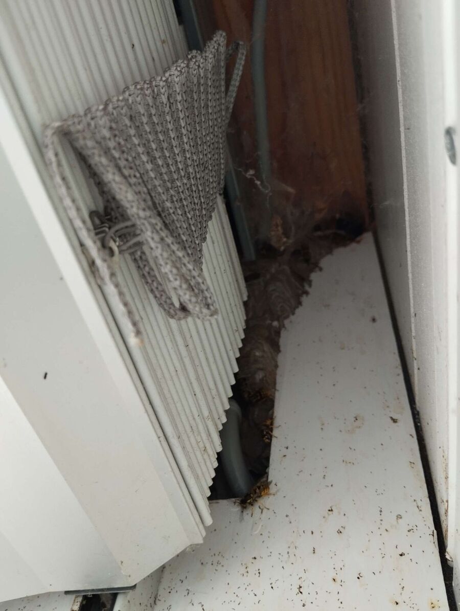 Bienen umsiedeln &  Bienennest entfernen 