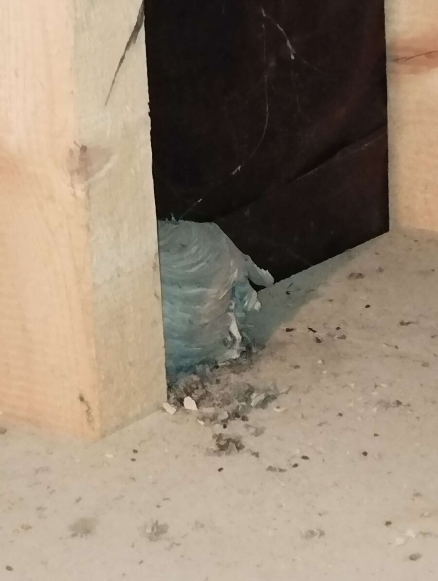  Bienennest entfernen.jpeg