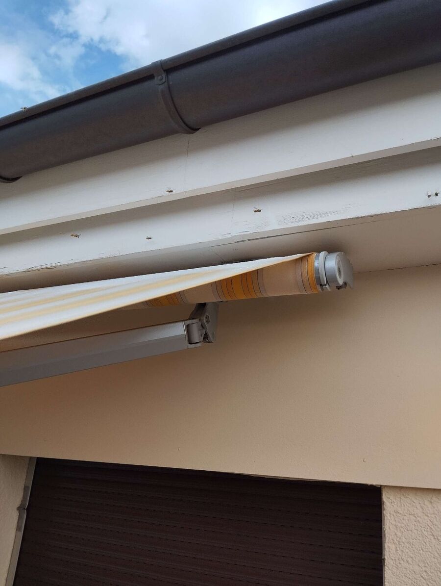 Bienen umsiedeln &  Bienennest entfernen 