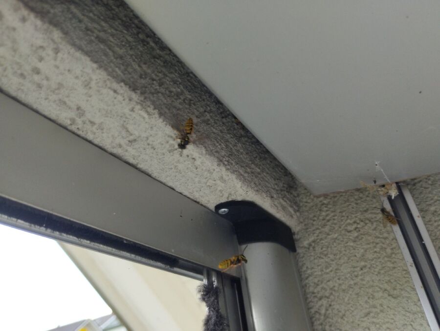  Bienennest entfernen