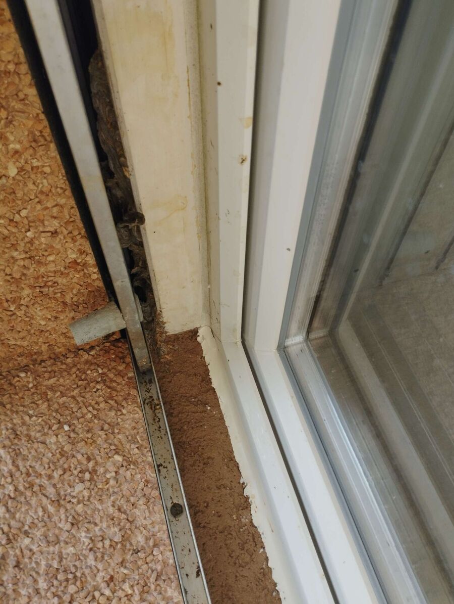  Bienennest entfernen