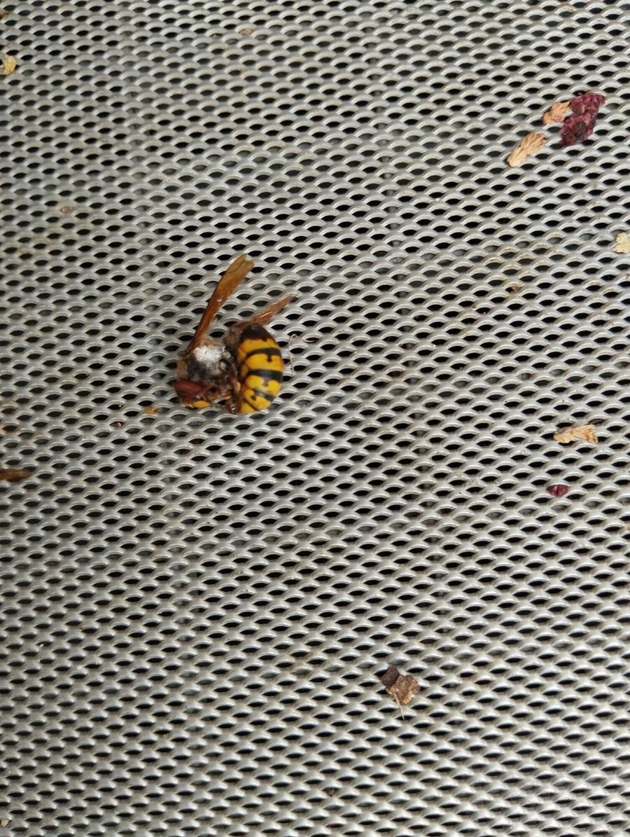  Bienennest entfernen.jpeg