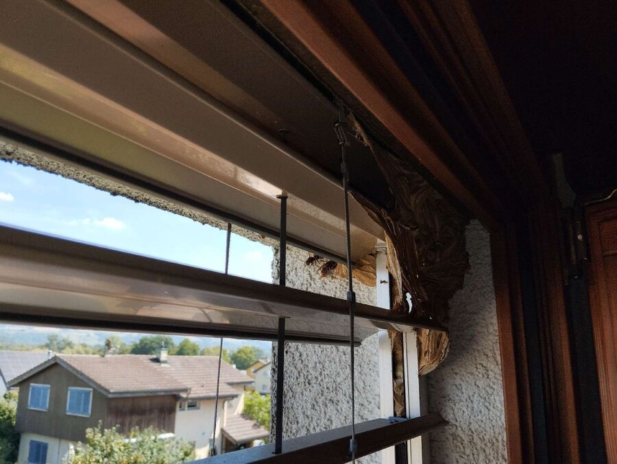  Bienennest entfernen.jpeg