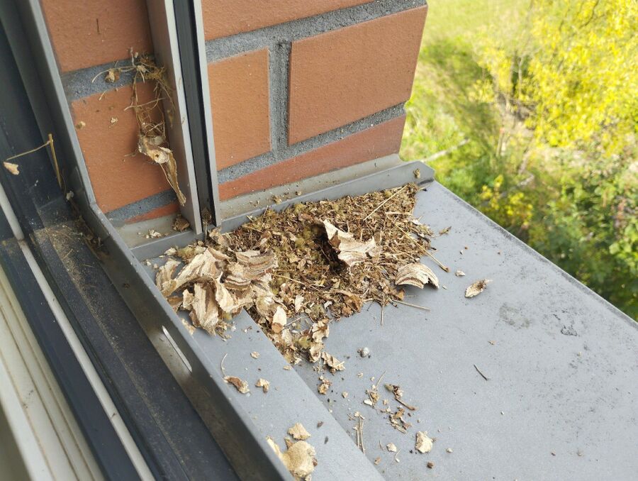 bienennest-am-haus-entfernen.jpg
