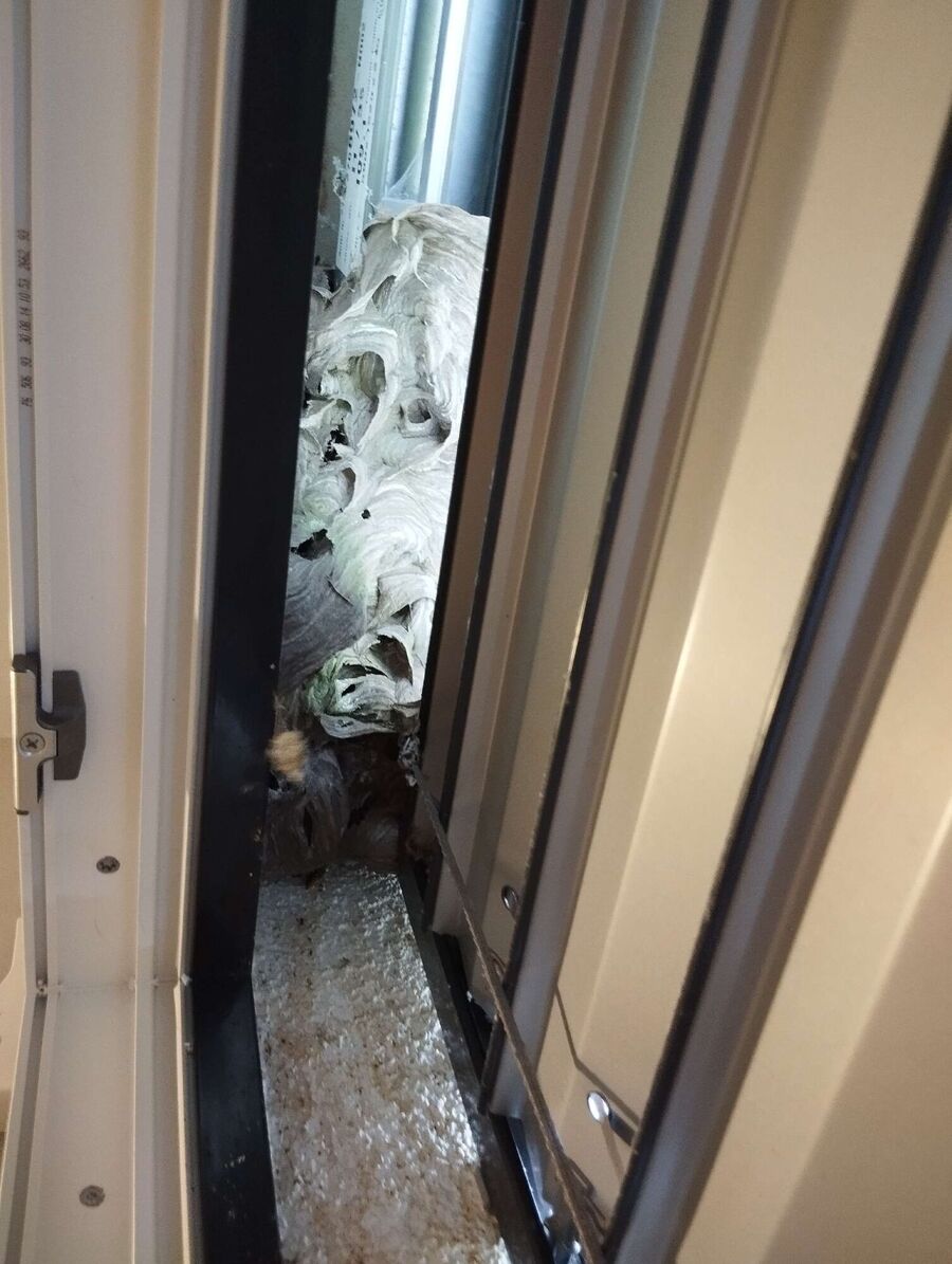 Bienen umsiedeln &  Bienennest entfernen 