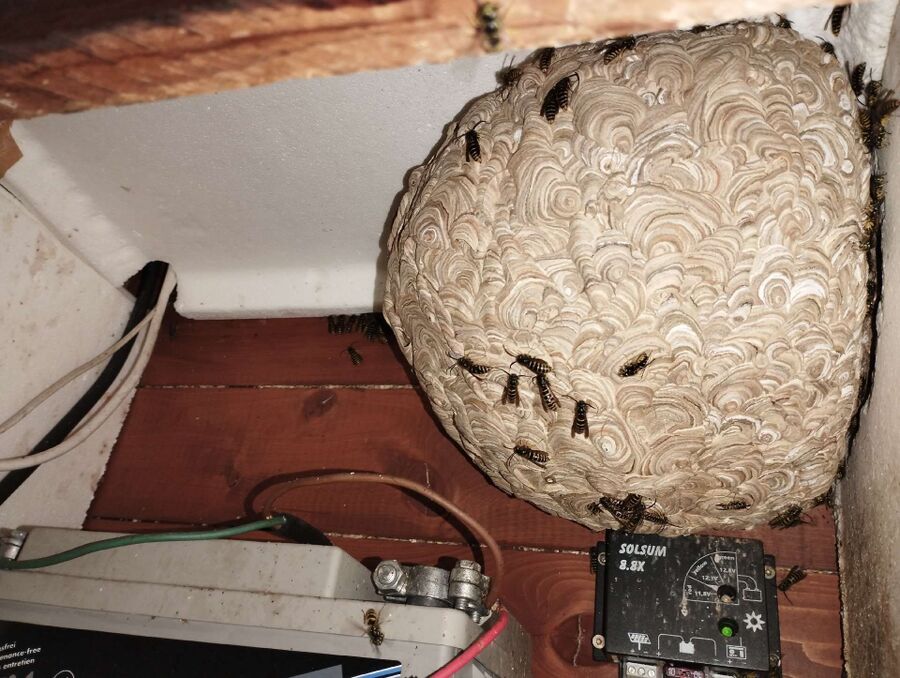  Bienennest entfernen.jpeg