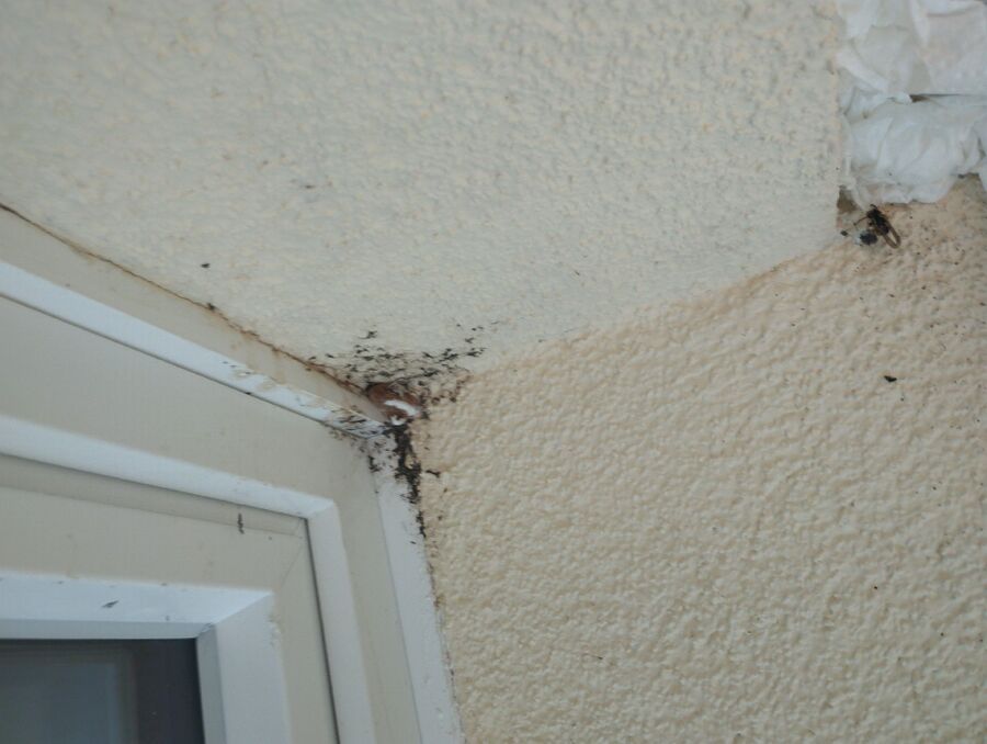  Bienennest entfernen