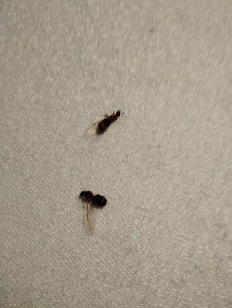  Bienennest entfernen