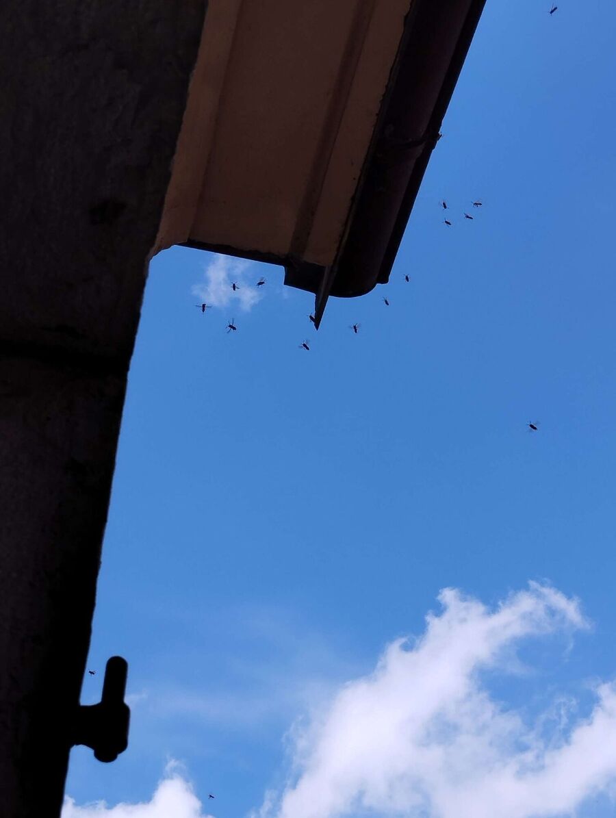  Bienennest entfernen.jpeg