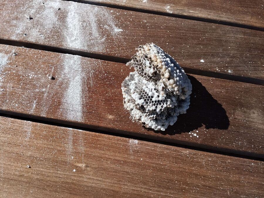  Bienennest entfernen.jpeg