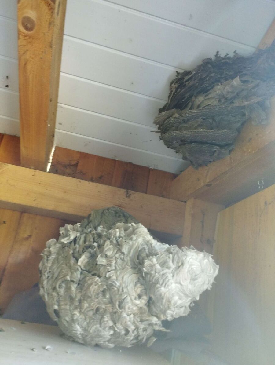  Bienennest entfernen.jpeg