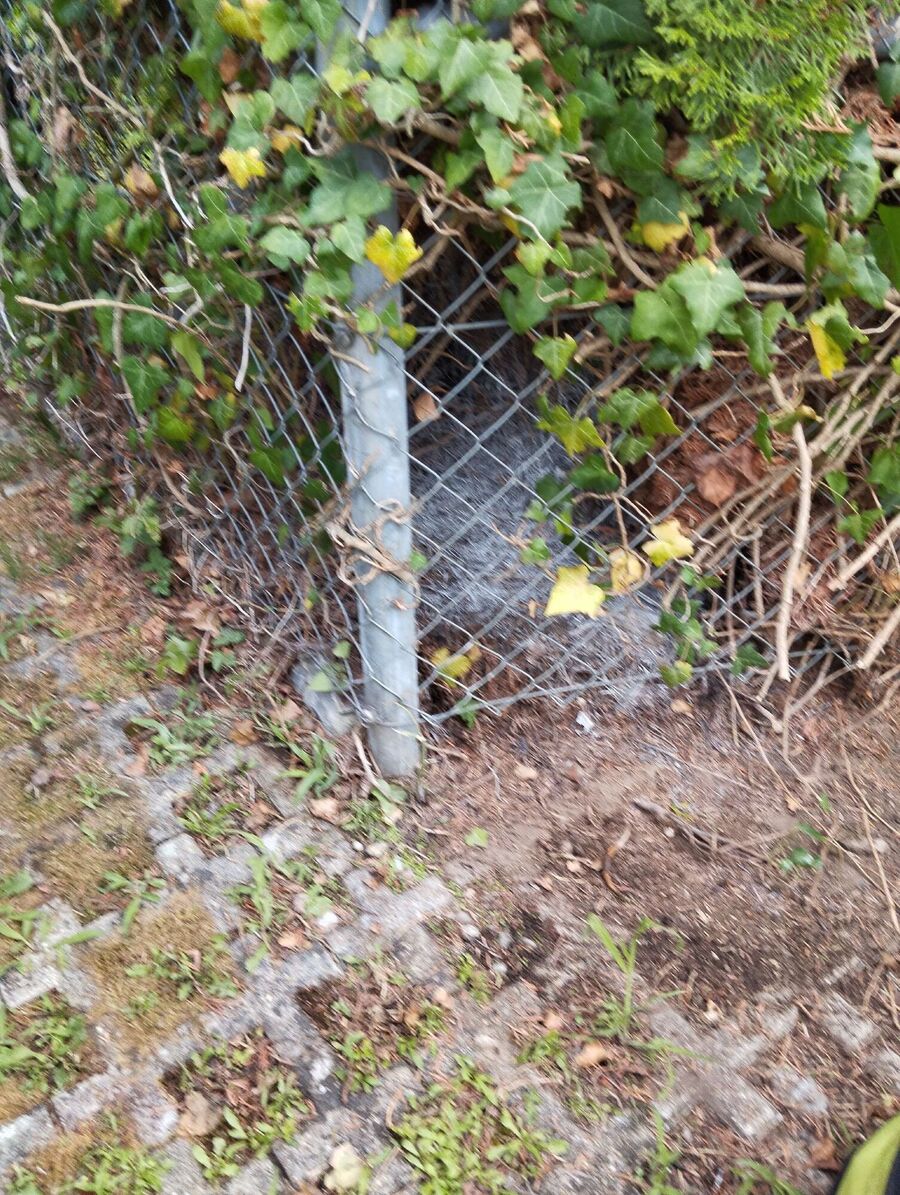 Bienen umsiedeln &  Bienennest entfernen 