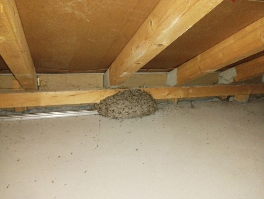  Bienennest entfernen