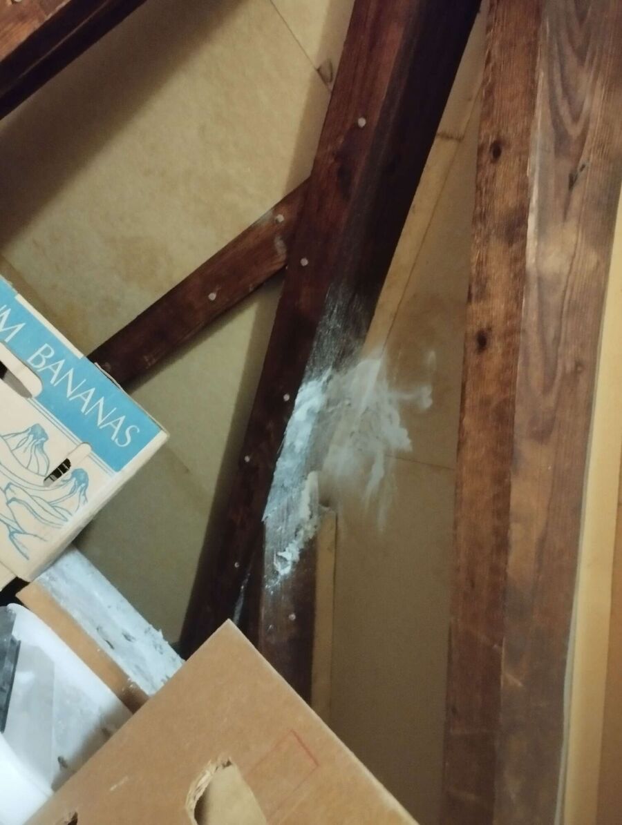 Bienen umsiedeln &  Bienennest entfernen 