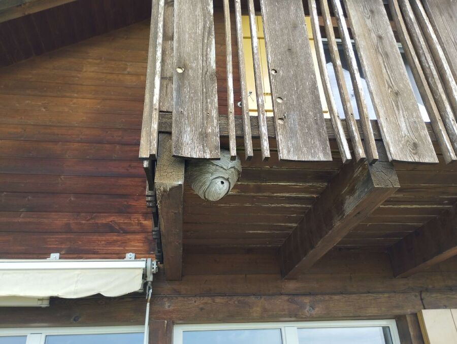  Bienennest entfernen