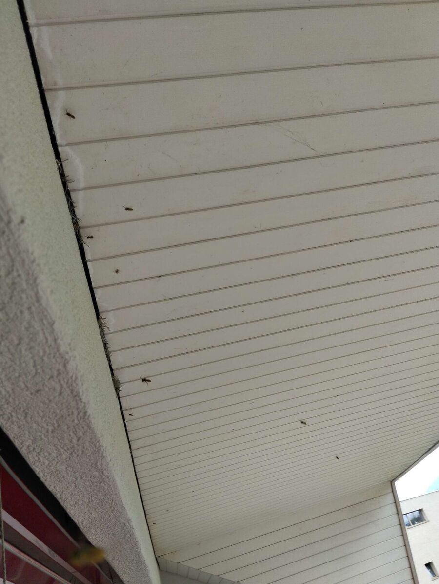  Bienennest entfernen.jpeg