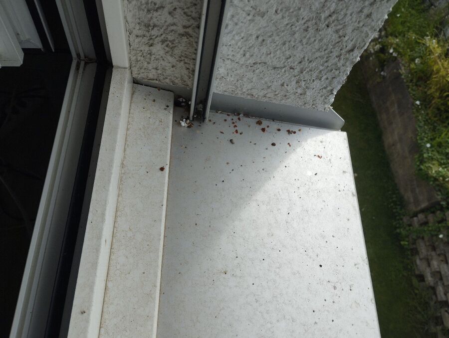  Bienennest entfernen