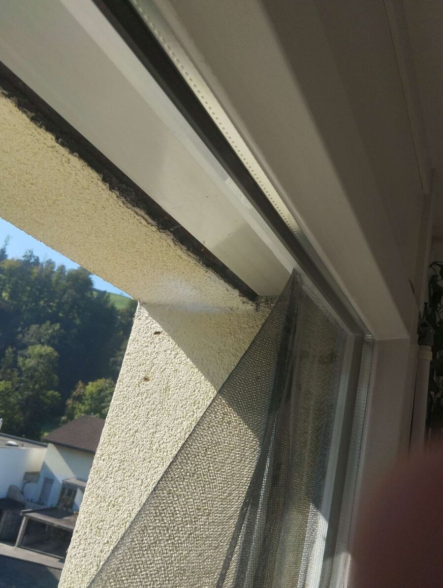 Bienen umsiedeln &  Bienennest entfernen 