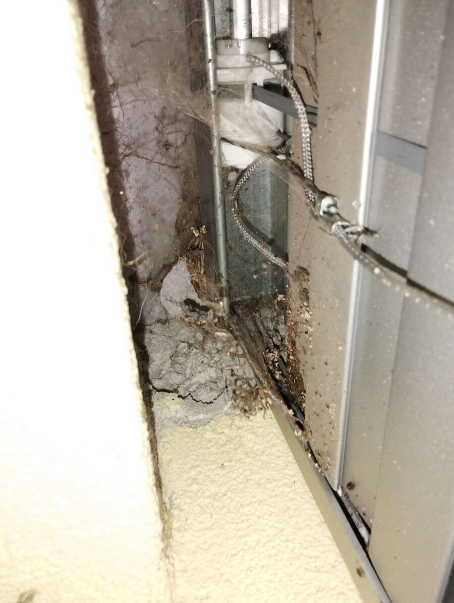  Bienennest entfernen.jpeg