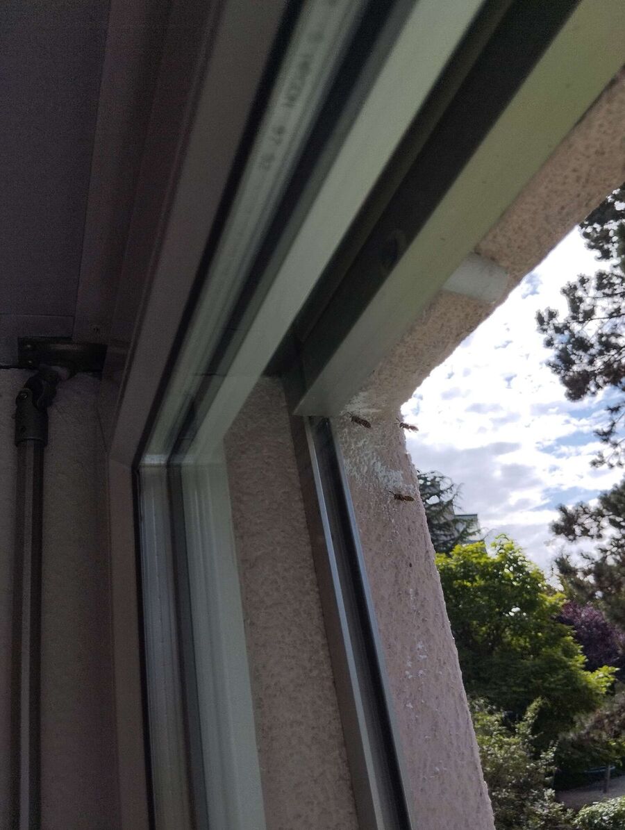  Bienennest entfernen.jpeg