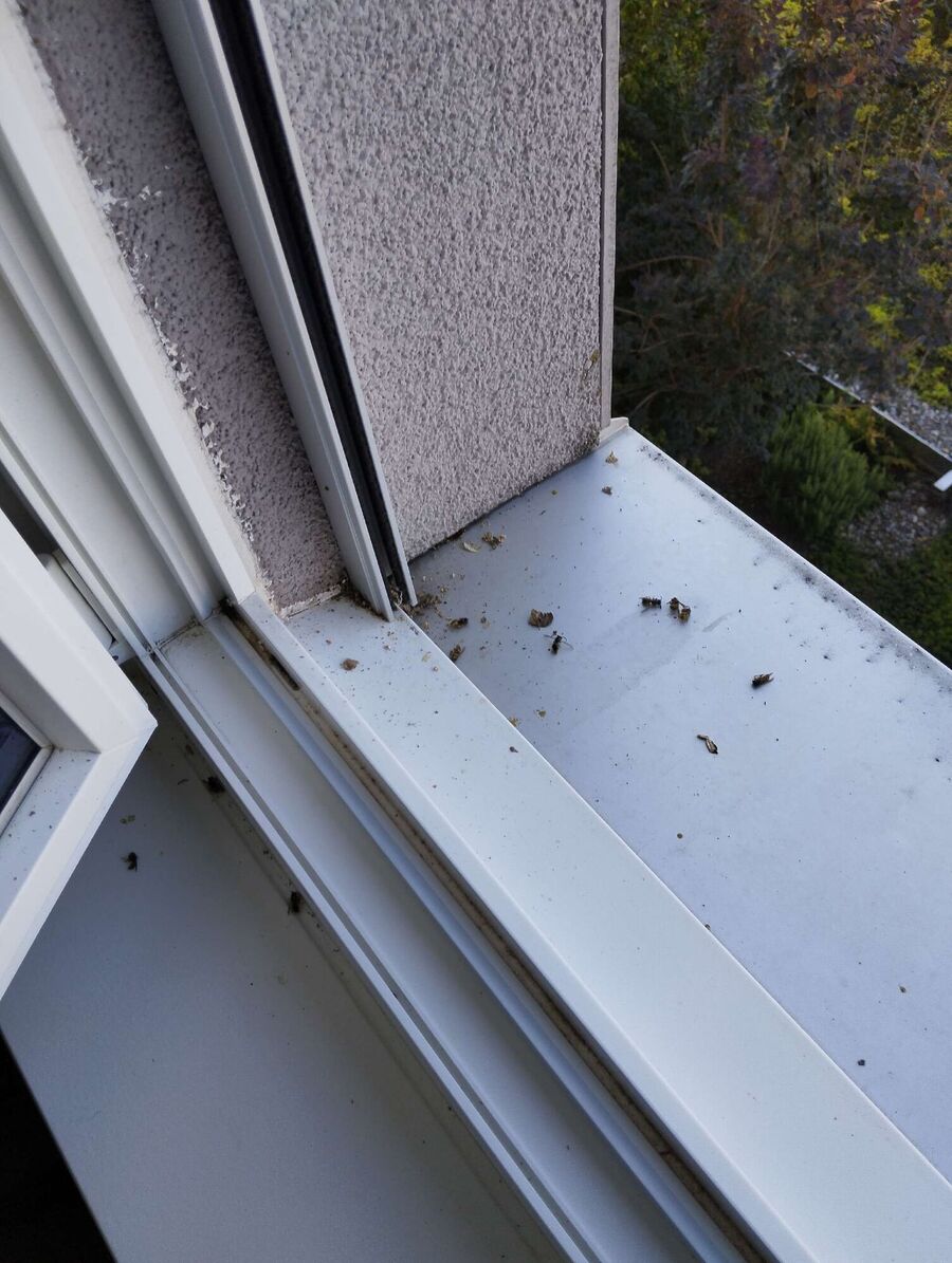 Bienen umsiedeln &  Bienennest entfernen 