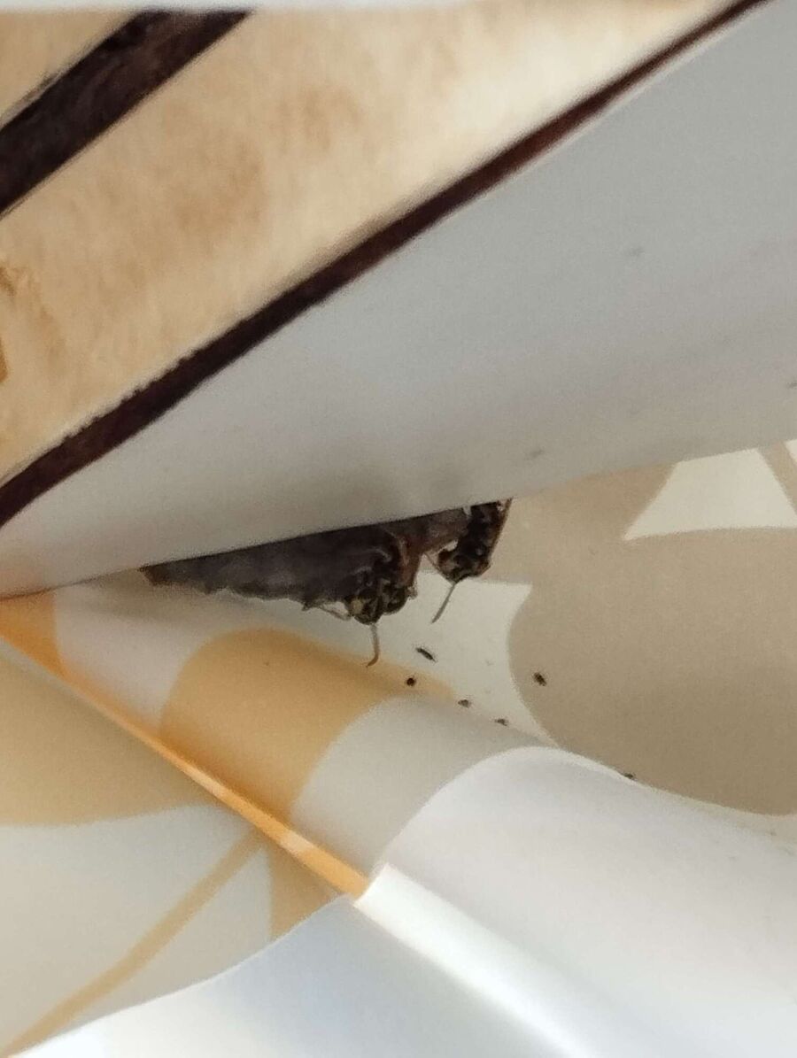  Bienennest entfernen.jpeg