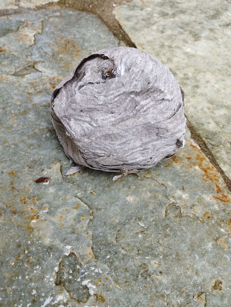 Bienen umsiedeln &  Bienennest entfernen 