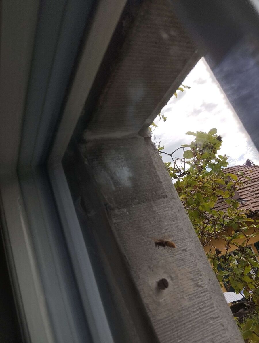  Bienennest entfernen