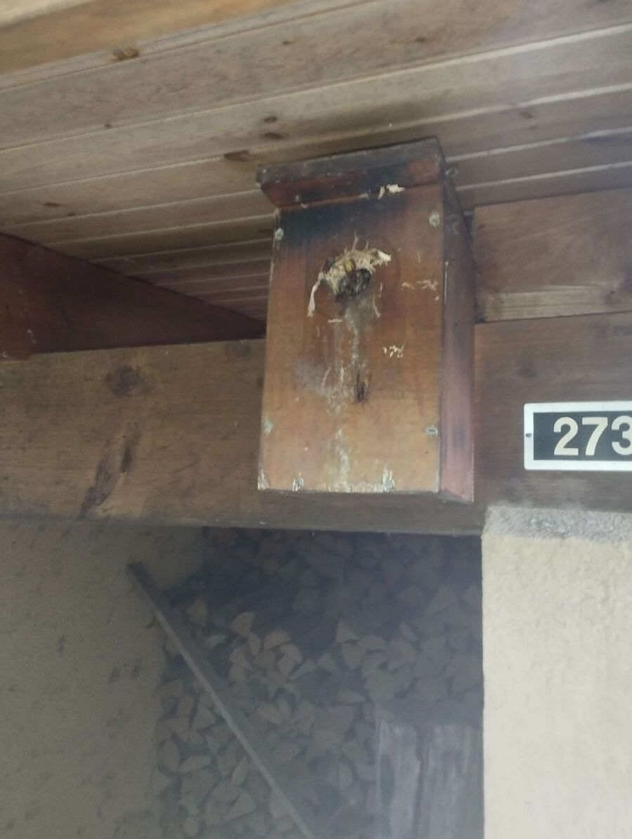 Bienen umsiedeln &  Bienennest entfernen 