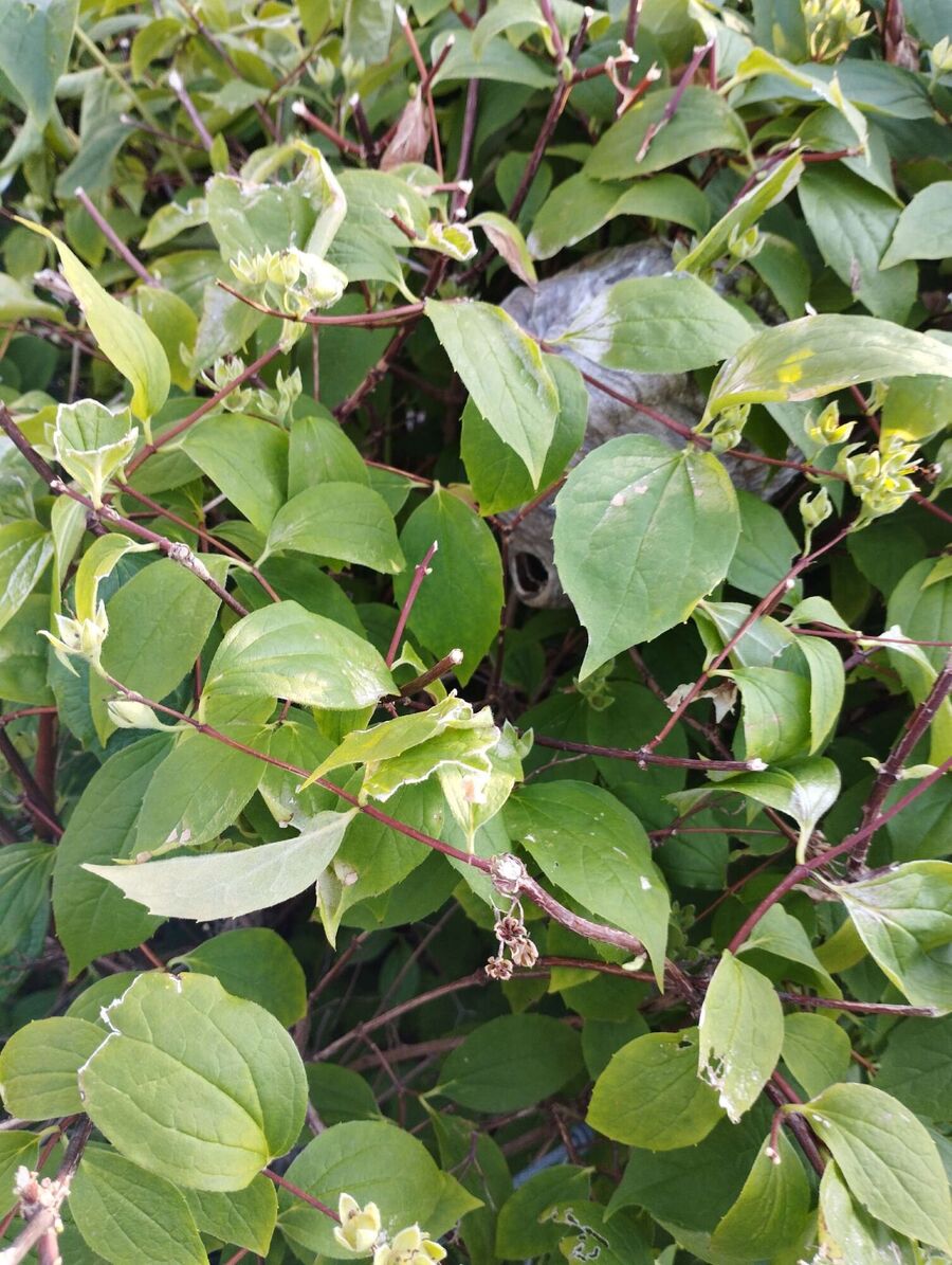  Bienennest entfernen.jpeg