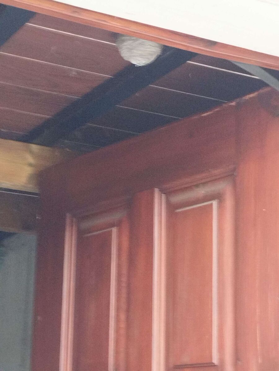 Bienen umsiedeln &  Bienennest entfernen 