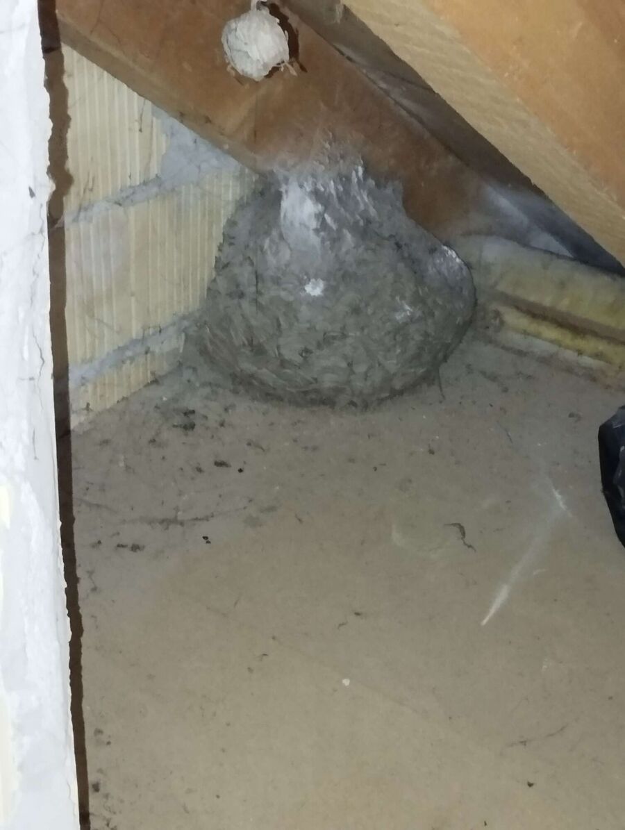 Bienennest entfernen.jpeg
