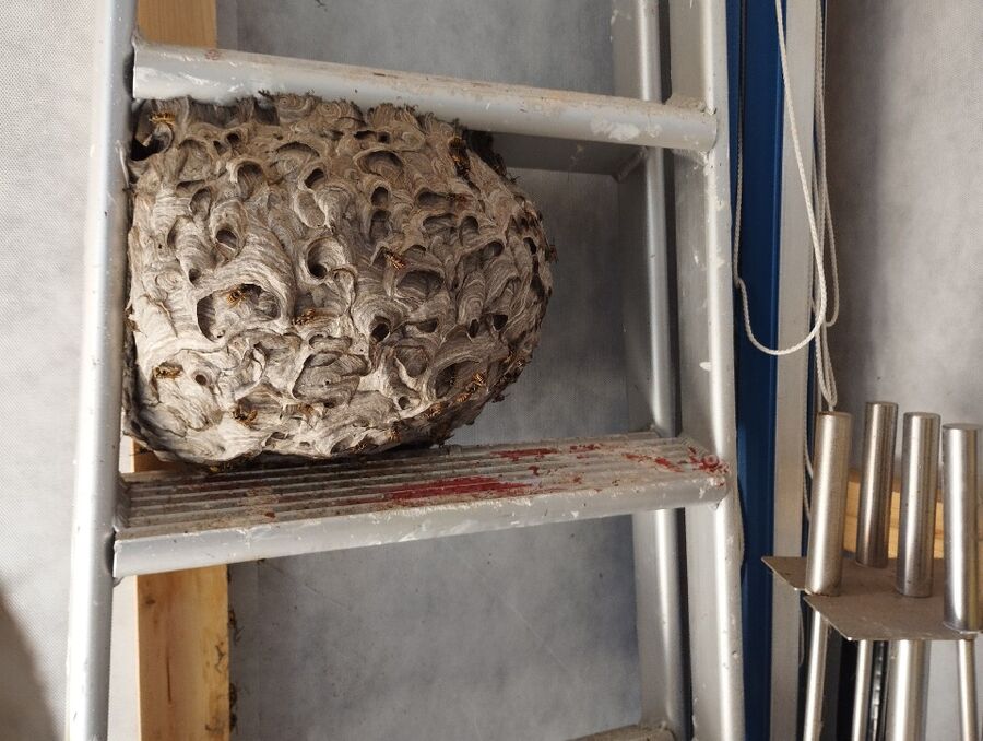  Bienennest entfernen