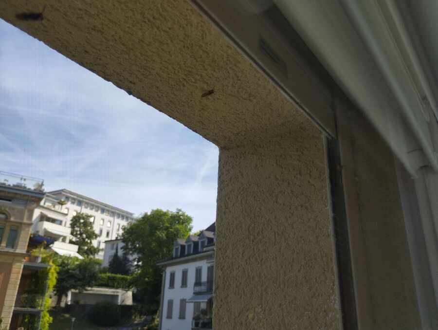 Bienen umsiedeln &  Bienennest entfernen 