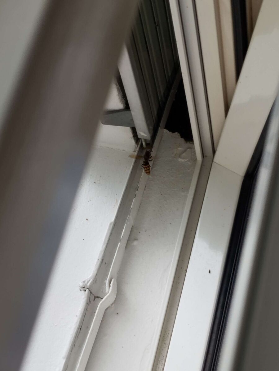  Bienennest entfernen.jpeg