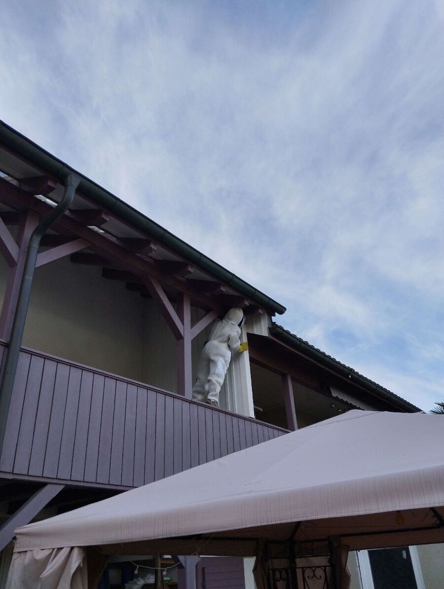  Bienennest entfernen.jpeg