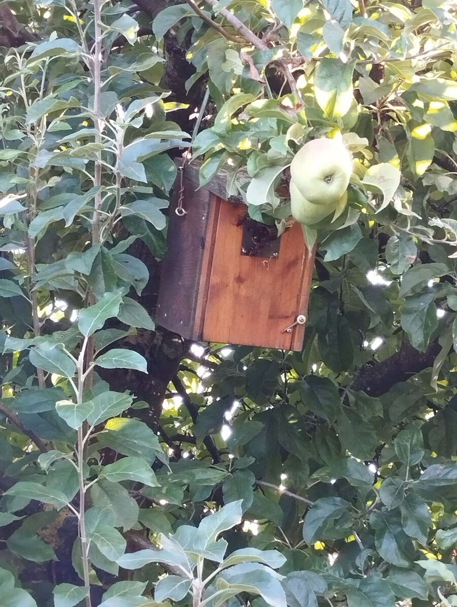  Bienennest entfernen.jpeg