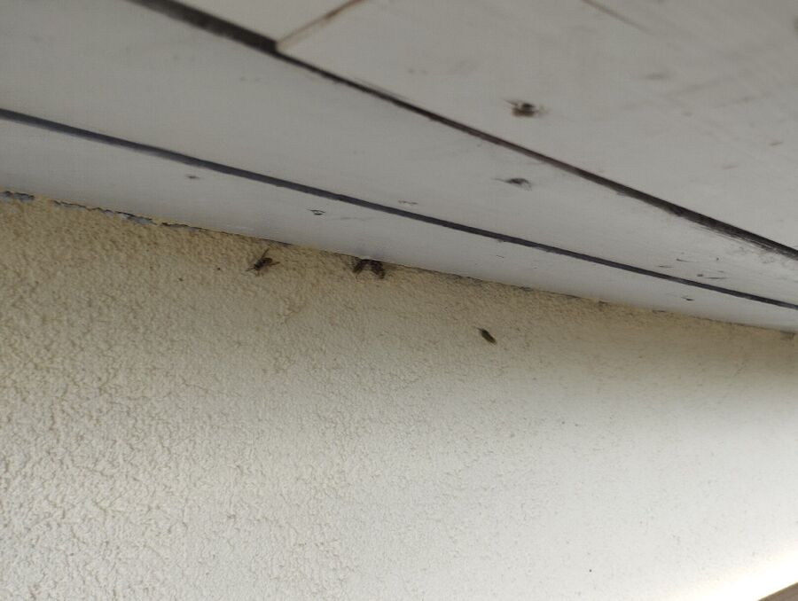  Bienennest entfernen.jpeg