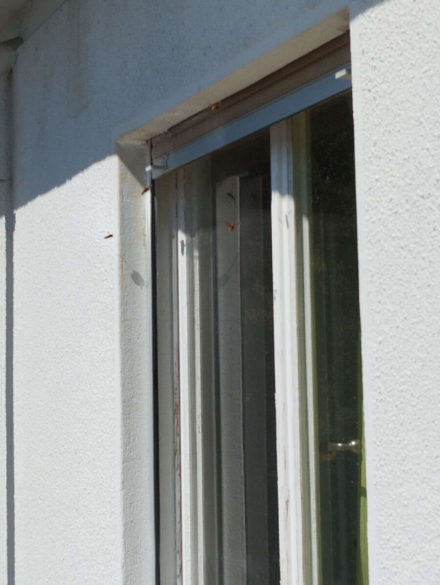  Bienennest entfernen