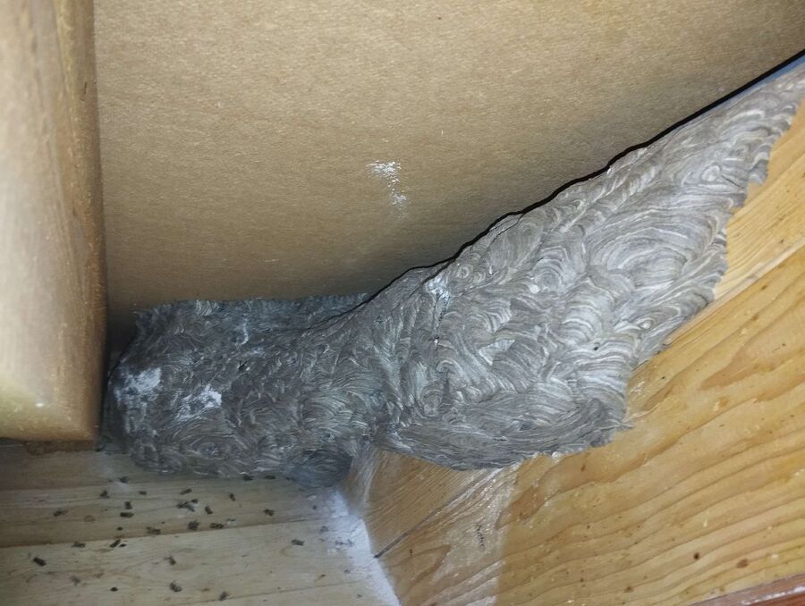 Bienen umsiedeln &  Bienennest entfernen 