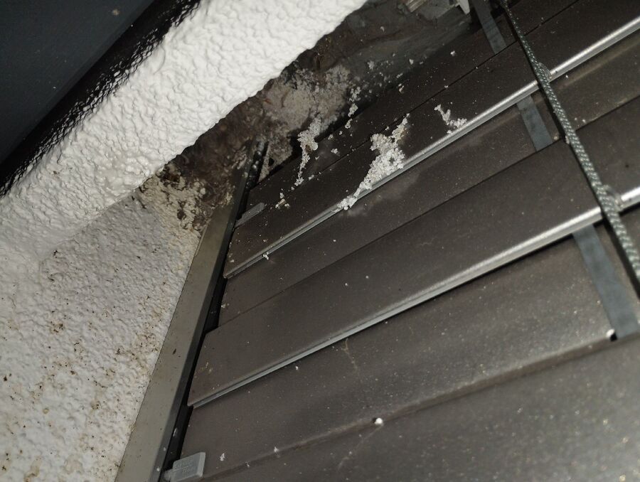  Bienennest entfernen.jpeg