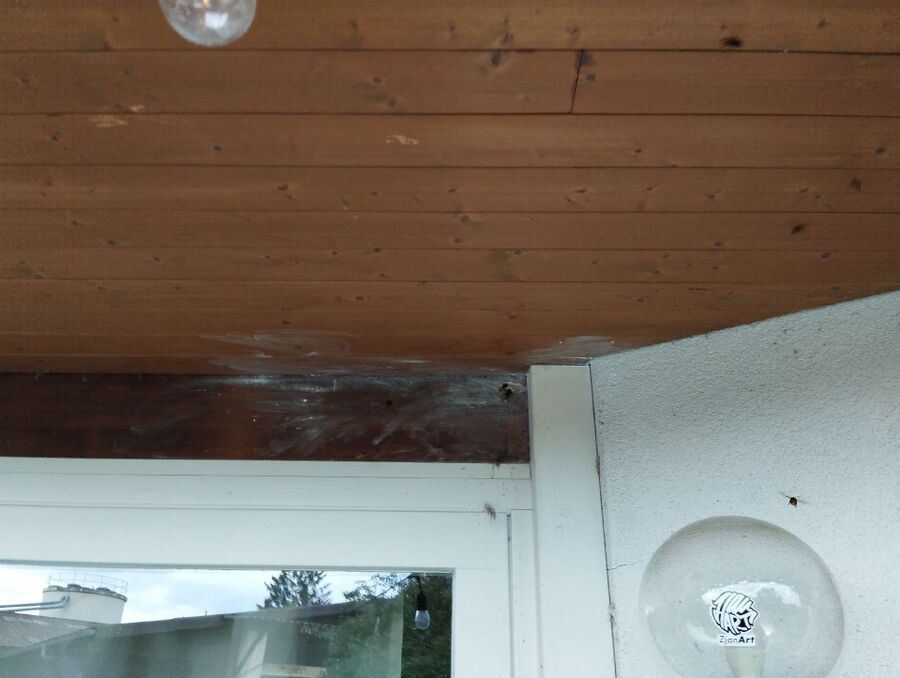  Bienennest entfernen.jpeg