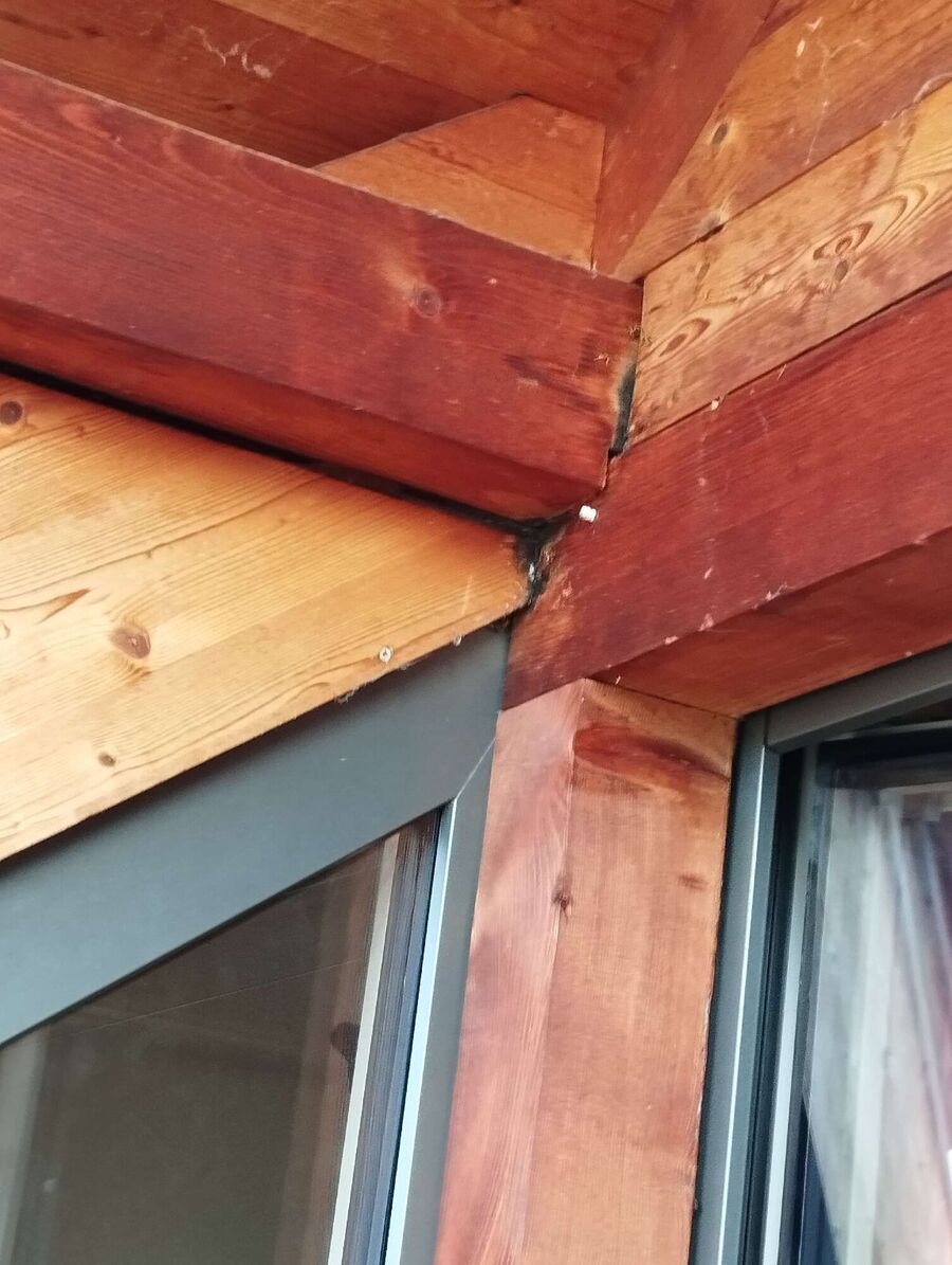 Bienen umsiedeln &  Bienennest entfernen 