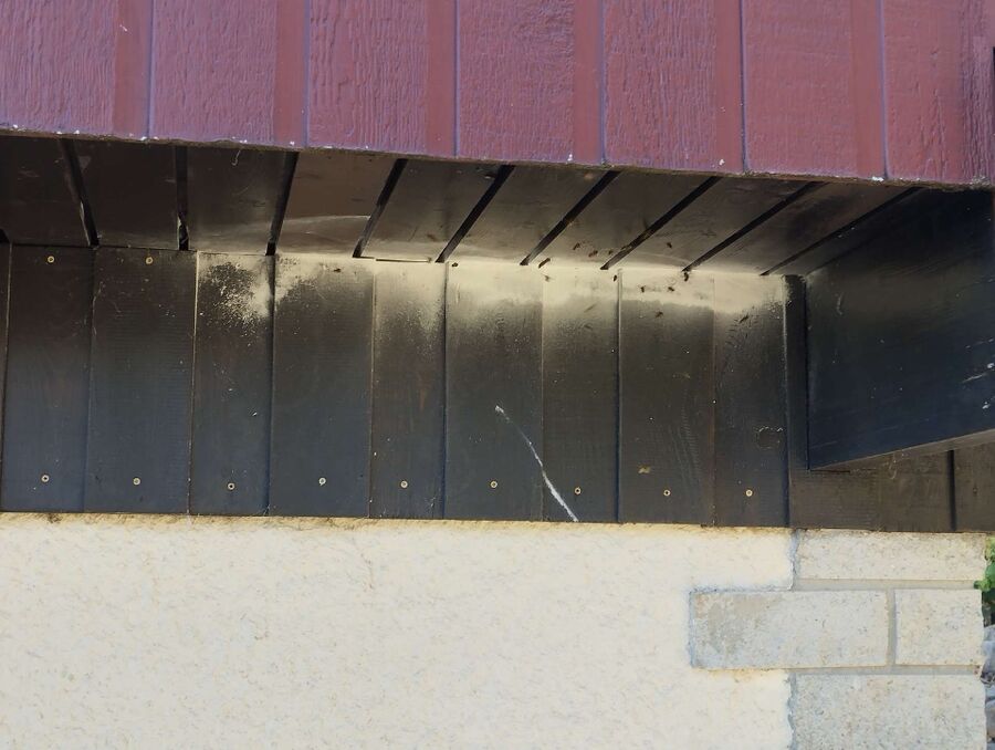 Bienen umsiedeln &  Bienennest entfernen 